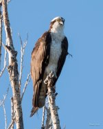 OspreyPerched-310.jpg