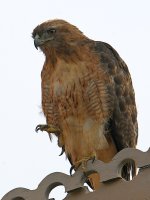 Hawk.jpg