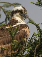 Osprey2.jpg