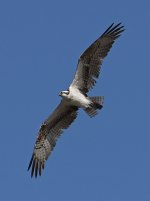 Osprey6.jpg