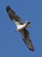 Osprey10.jpg
