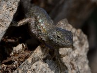 Lizard.jpg