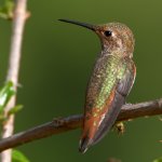 Hummer.jpg