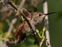 Hummer39.jpg