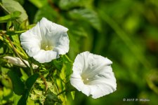 D73_1961-Edit.jpg
