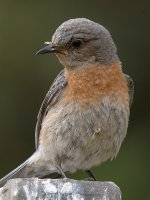 Bluebird4.jpg