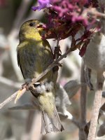 Goldfinch.jpg