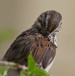 Sparrow2.jpg