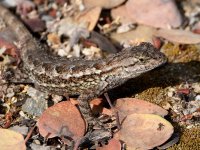 Lizard.jpg