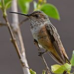 Hummer21.jpg