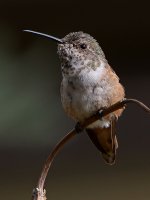 Hummer36.jpg