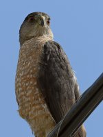 CoopersHawk11.jpg
