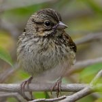 Sparrow2.jpg