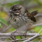 Sparrow3.jpg