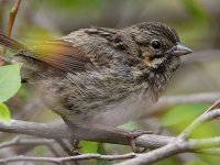 Sparrow5.jpg