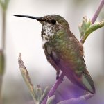 Hummer15.jpg