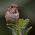 Hummer20.jpg