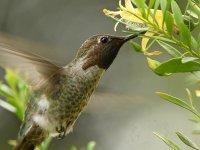 Hummer16.jpg