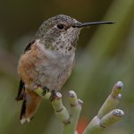 Hummer23.jpg