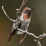 Hummer31.jpg