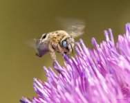 BeeFlower-300.jpg