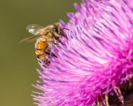 BeeFlower-301.jpg