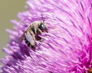 BeeFlower-312.jpg