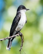 EasternKingbird-305.jpg