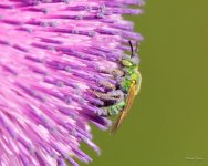 SweatBee-300.jpg