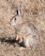 Bunny-305.jpg