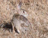 Bunny-300.jpg