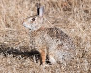Bunny-301.jpg