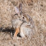 Bunny-302.jpg