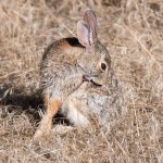 Bunny-303.jpg