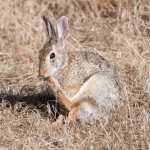 Bunny-304.jpg