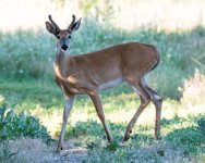 WhiteTail-300.jpg