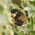 Bee-330.jpg