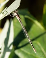 Damselfly-300.jpg