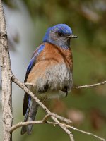 Bluebird.jpg