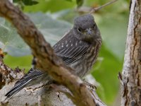 Bluebird4.jpg