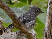 Bluebird5.jpg