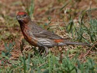 PurpleFinch3.jpg