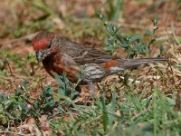 PurpleFinch4.jpg
