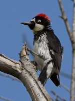 Woodpecker.jpg