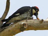 Woodpecker3.jpg
