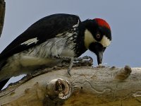 Woodpecker5.jpg