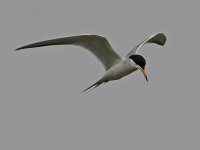 Tern.jpg