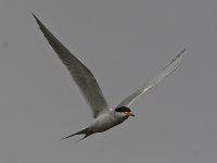Tern2.jpg