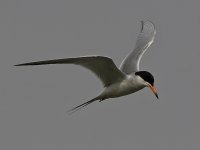 Tern4.jpg