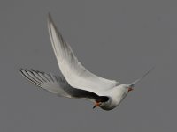 Tern5.jpg